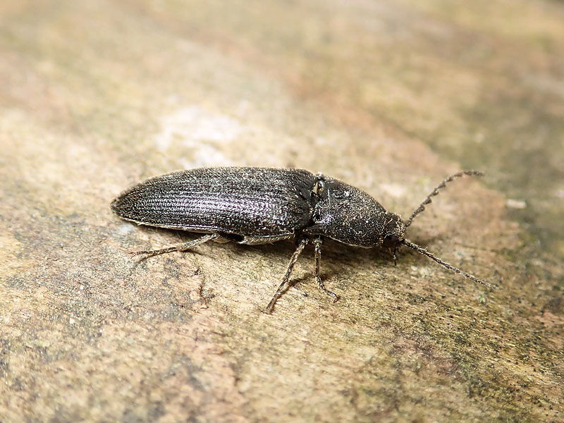 Elateridae: Cydnopus pilosus? No, Melanotus punctolineatus (cfr.)